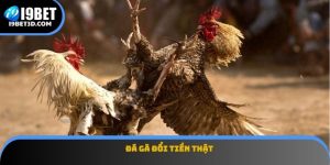 Đá gà đổi tiền thật