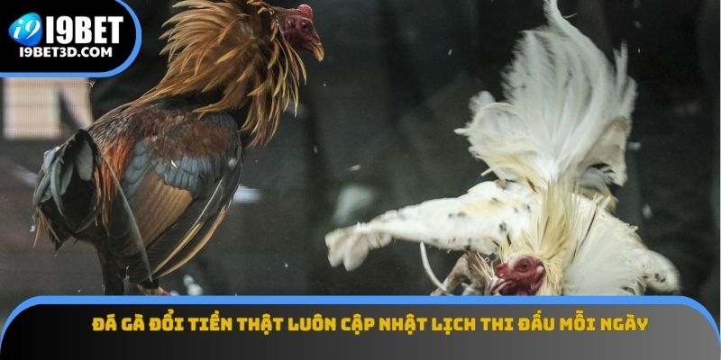 đá gà đổi tiền thật luôn cập nhật lịch thi đấu mỗi ngày