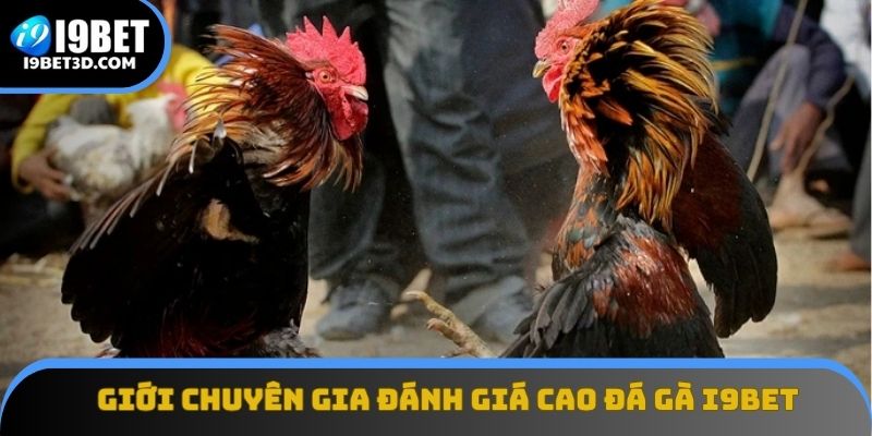 Giới chuyên gia đánh giá cao đá gà I9BET về tính minh bạch