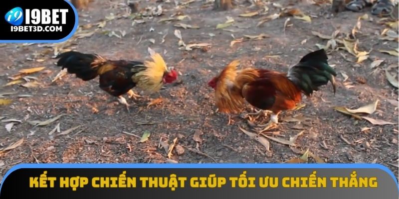 Kết hợp chiến thuật giúp tối ưu chiến thắng trong đá gà I9BET