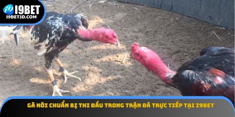 Gà nòi chuẩn bị thi đấu trong trận đá trực tiếp tại I9BET