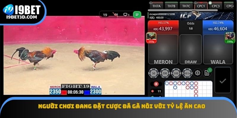 Người chơi đang đặt cược đá gà nòi với tỷ lệ ăn cao