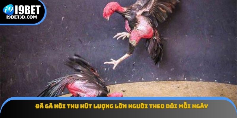 Đá gà nòi thu hút lượng lớn người theo dõi mỗi ngày