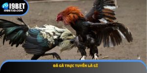 Đá Gà Trực Tuyến Là Gì