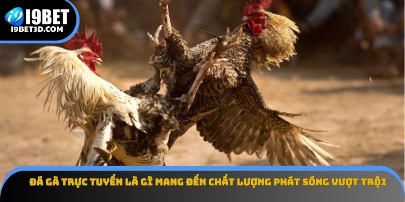 Đá gà trực tuyến là gì mang đến chất lượng phát sóng vượt trội